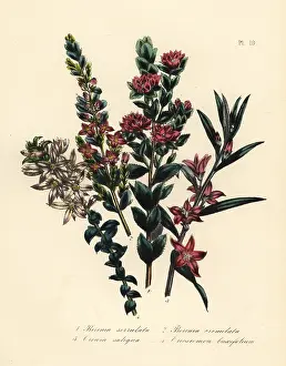 Handfinished: Boronia, crowea, and eriostemon species