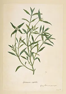 Rubiaceae: Borreria capitata