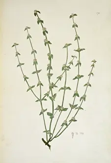 Rubiaceae: Borreria sp. weed