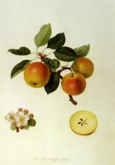 Domestica: Borsdorff Apple