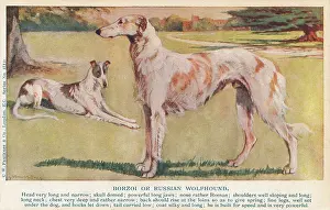 Borzoi: Borzoi