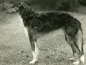 Borzoi: BORZOI/ACHILLES/TANGMERE