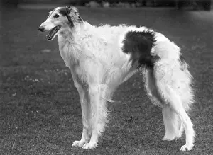 Borzoi: BORZOI/BARABAN/BRANSGORE