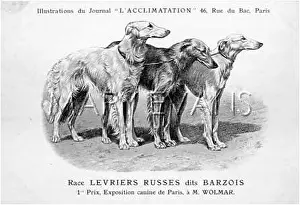 Borzois: Borzoi Dog