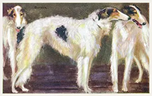 Borzoi: Borzoi Dogs