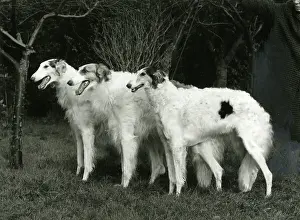Borzoi: BORZOI/FORTROUGE/1968