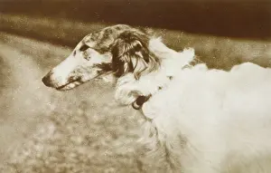 Borzoi: BORZOI/HEAD/1910