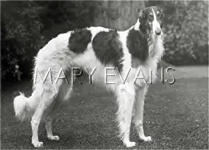 Mythe: BORZOI/MYTHE MAXIM/1927