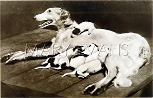 Borzoi: BORZOI AND PUPPIES