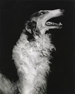 Borzoi: Borzoi, Russian Hunting Sighthound
