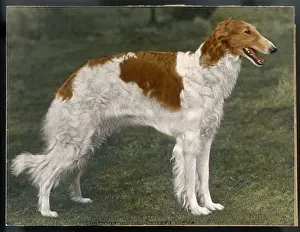 Borzoi: BORZOI/WINJONESLEBEDISRA