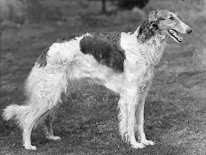 Borzoi: BORZOI/WINJONESLEBEDISRA