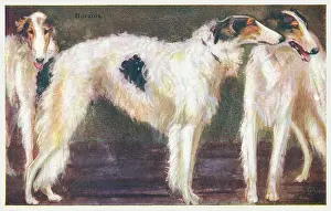 Borzoi: Borzois