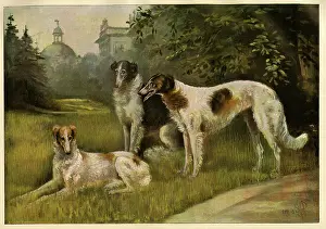 Borzoi: Borzois owned by the Kaiser