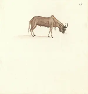 1754 1794: Bos connochaetes, wildebeest