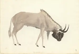 1754 1794: Bos connochaetes, wildebeest