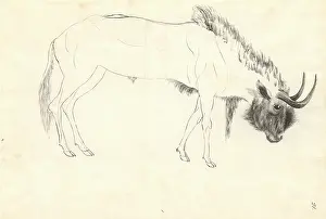 1754 1794: Bos connochaetes, wildebeest