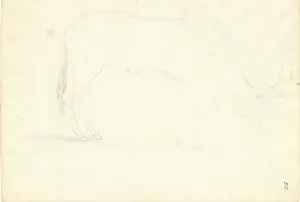 Bovidae: Bos connochaetes, wildebeest