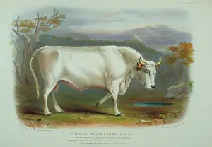 1786 1859: Bos taurus, cattle