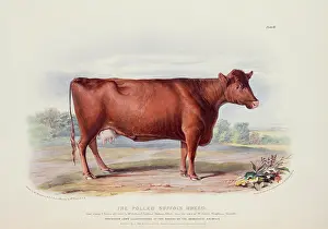 1786 1859: Bos taurus, cattle