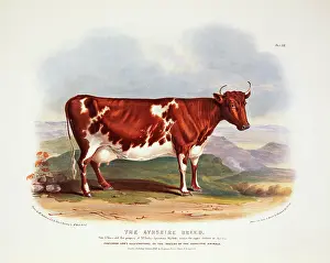 1786 1859: Bos taurus, cattle