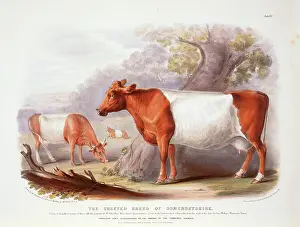 1786 1859: Bos taurus, cattle