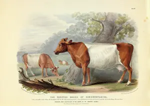 Compare: Bos taurus, cattle