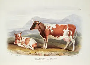1786 1859: Bos taurus, cattle