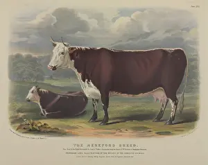 1786 1859: Bos taurus, cattle