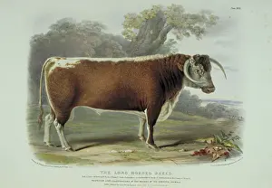 1786 1859: Bos taurus, cattle