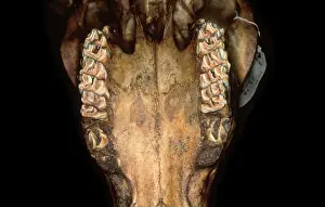 Even Toed: Bos taurus, cattle