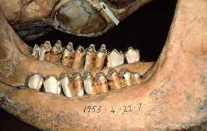 Bovidae: Bos taurus, cattle
