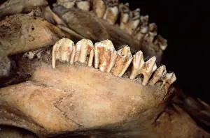 Bovidae: Bos taurus, cattle