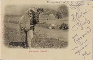 Bosnian: Bosnian shepherd