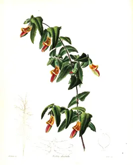 Dentata: Bossiaea dentata