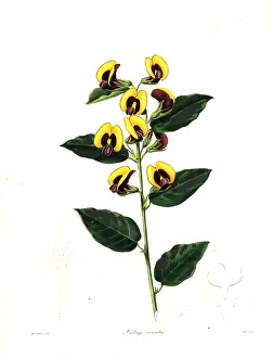Ornata: Bossiaea ornata