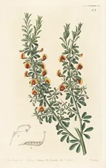 John Lindley: Bossiaea rufa
