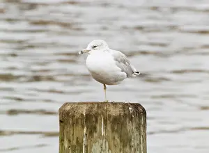 Gulls: BOSTON SEAGULL