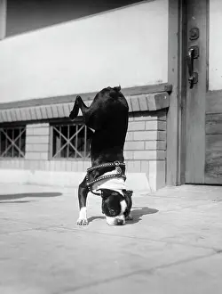 Sniff: Boston Terrier Performing Trick Doing Handstand on Front L