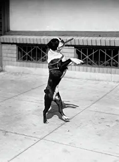 Asp001: Boston Terrier Performing Trick Standing on Hind Legs with