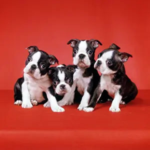 Hff002: Four Boston Terrier Puppies on Red Background Looking at
