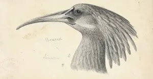 Henrik: Bostrychia olivacea, Olive Ibis