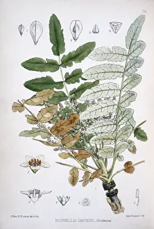 Sapindales: Boswellia carterii, frankincense