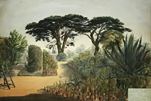 Botanic: Botanic Garden Chelsea