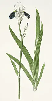 Jacquin: Botanic Illustration