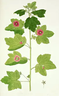 Malva: Botanic illustration