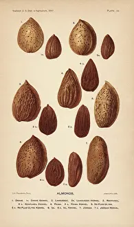 Nuts: Botanical Almonds