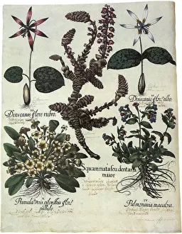 Assortment: Botanical Assortment