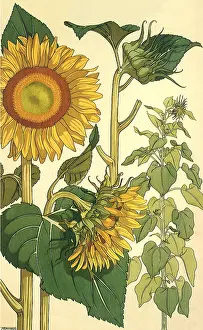 Sunflowers: Botanical Drawing of Sunflowers