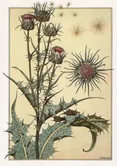 Verneuil: Botanical Drawing of a Thistle